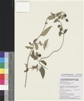 藏品(山素英)的圖片